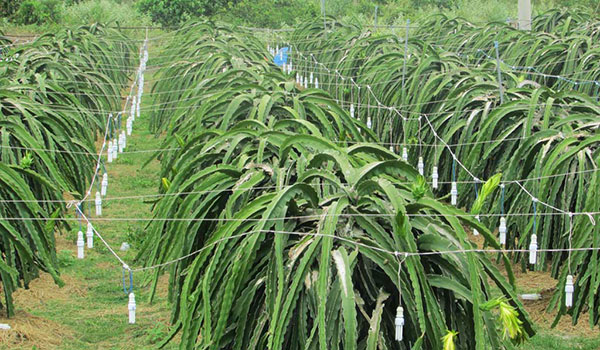 Ứng dụng cáp thép bọc nhựa trong nhà vườn
